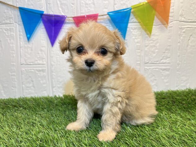 福島県のハーフ犬・ミックス犬 (アミーゴ郡山南店/2025年2月18日生まれ/女の子/アプリコット)の子犬
